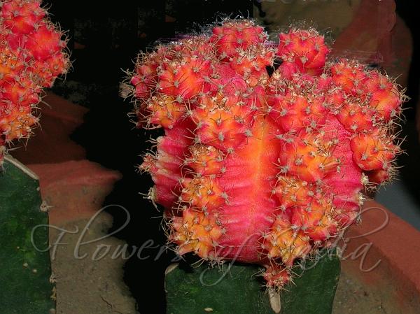 Moon Cactus